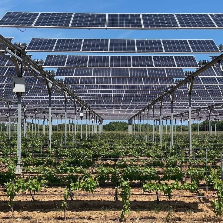 Agrovoltaic farm with solar panels over crops